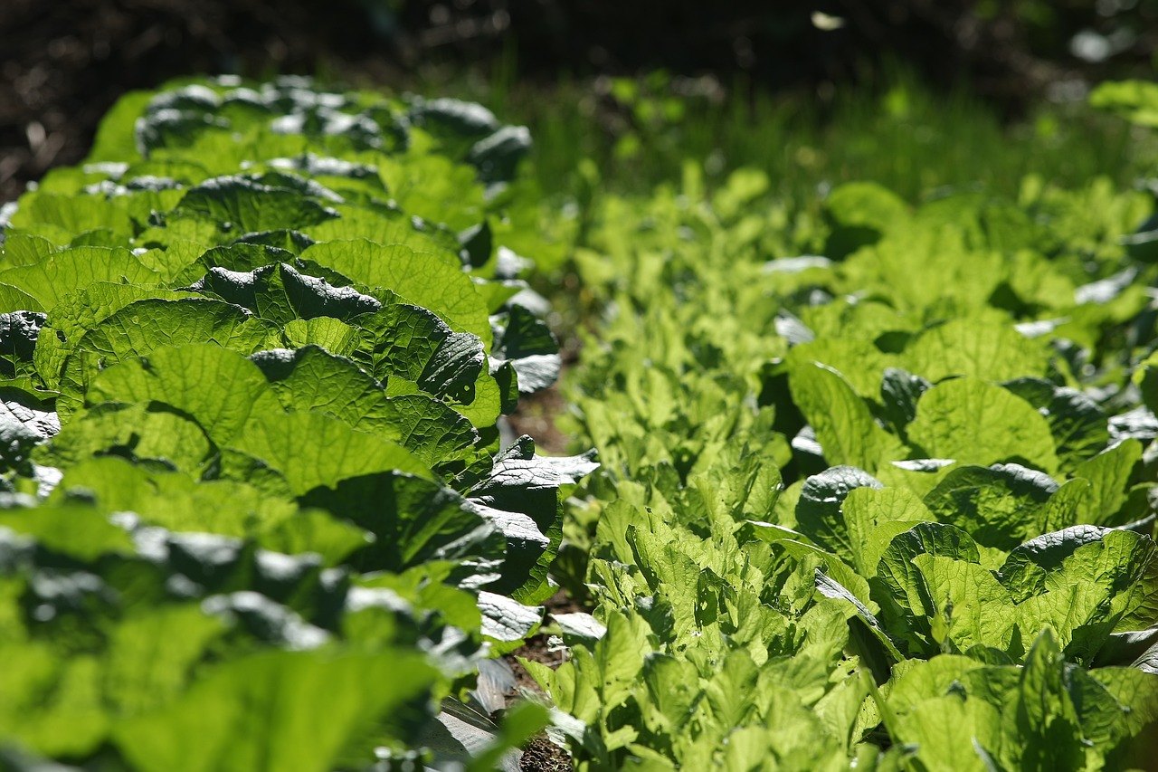 大白菜最新版本的种植技术、品种特点与健康价值详解